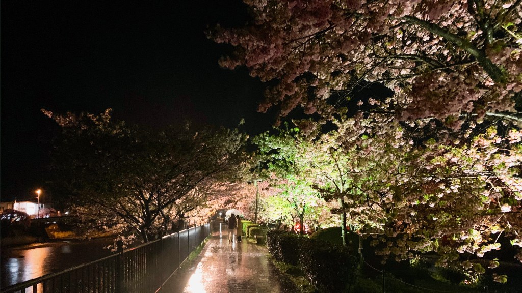「河津櫻」夜景