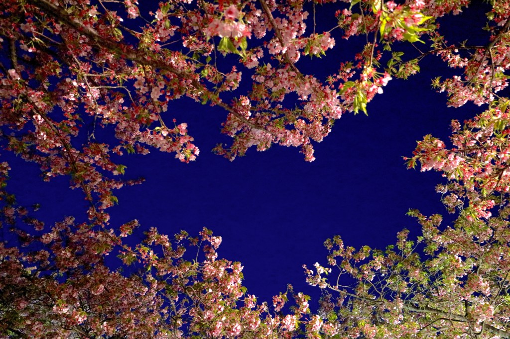 「河津櫻」夜景